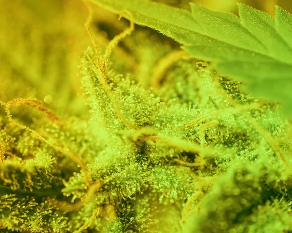 Close Marijuana Bud Macro Trichomes Female Cannabis Indica Plant Leaf — Stock Photo, Image