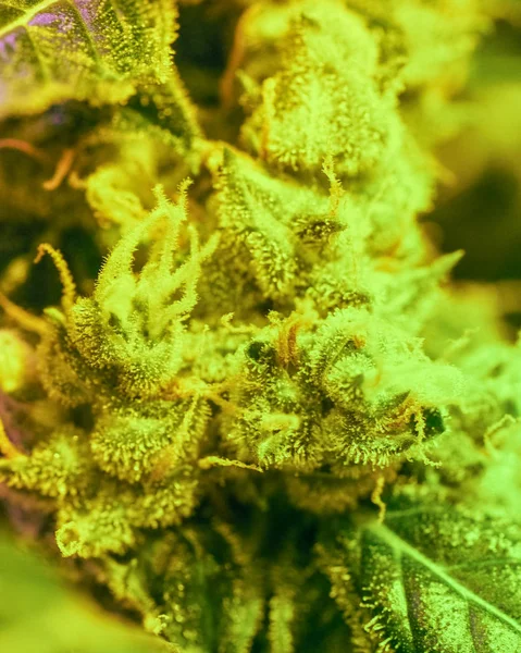 Närbild Detalj Cannabis Trichomes Och Bladen Sena Blomningen Knopp Marijuana — Stockfoto