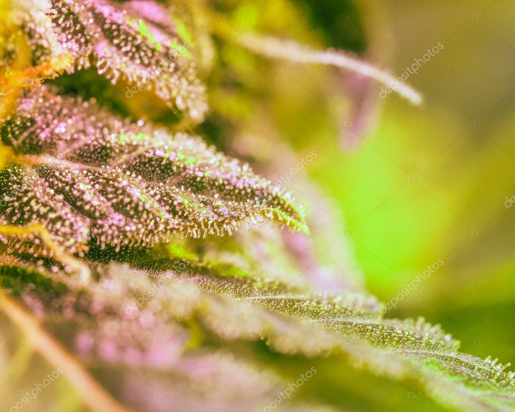 Detalle de cerca de Cannabis, y hojas en etapa de floración