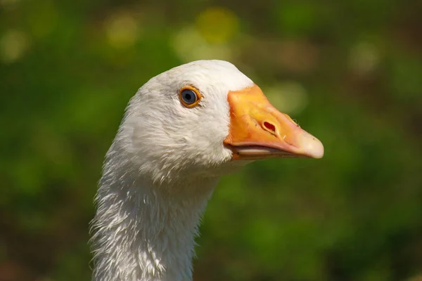 Close Head White Goose — Stock Photo, Image