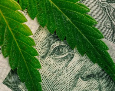 Gelir ve karlar tıbbi esrar büyüyen alanını artırın. Nakit yüz dolar faturaları esrar yaprak. 