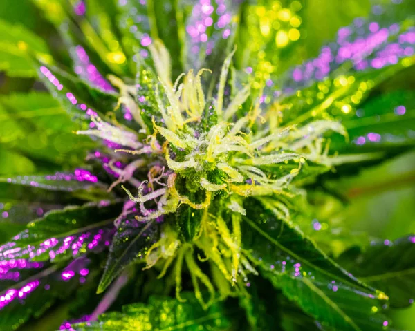 Rośliny Marihuany Szklarni Pełne Spektrum Światła Marihuana Bud Tło Włosków — Zdjęcie stockowe