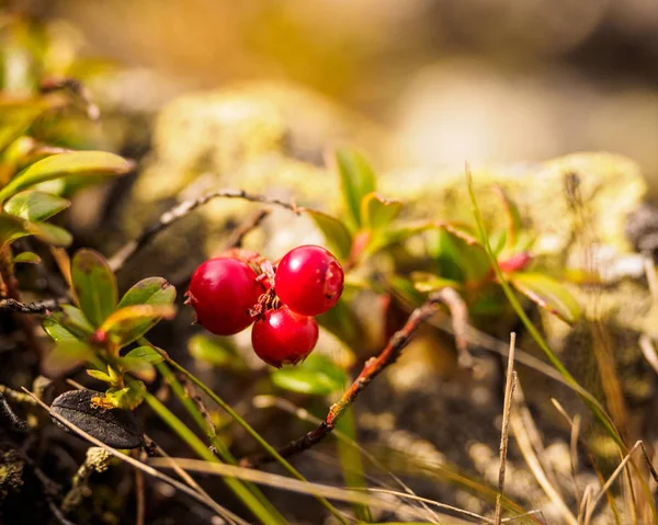 Piros Cowberry Lingonberry Vagy Partridgeberry Erdő Természetes Háttér Sekély Mélység — Stock Fotó