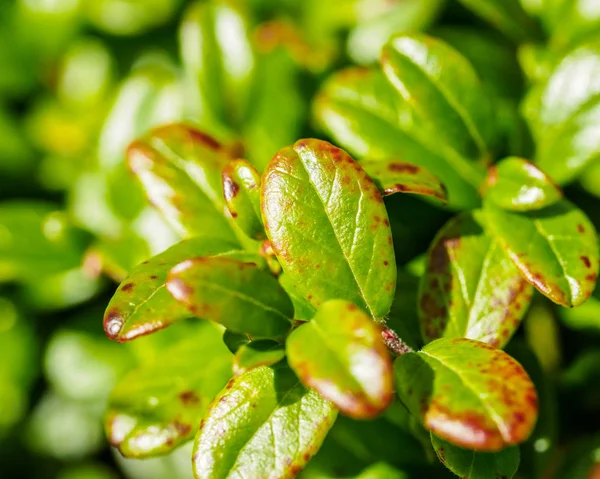 Cowberry Leaves Vaccinium Vitis Idaea Lingonberry Partridgeberry Cowberry Raw Materials — Stock Photo, Image