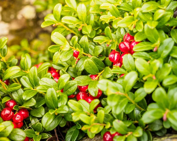 Cowberry Vaccinium Vitis Idaea Lingonberry Partridgeberry Fresh Wild Organic Lingonberry — Stock Photo, Image