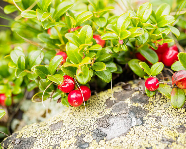 Cowberry ( Vaccinium vitis-idaea, Lingonberry, Partridgeberry). Fresh wild Organic lingonberry in forest. non GMO. Vegetation of North America, Scandinavia and Russia.