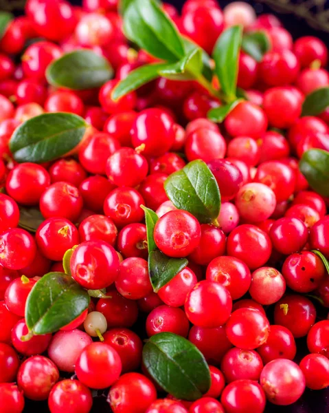 Background Vaccinium Vitis Idaea Lingonberry Partridgeberry Cowberry Natural Food Wild — Stock Photo, Image