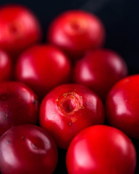 Harvest fresh red Vaccinium vitis-idaea, cranberries, lingonberries, cowberries on rustic dark background. Autumn winter concept. Close-up food image.