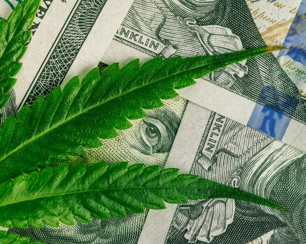 Marijuana Business Concept Cannabis Leaf Dollar Banknotes Marijuana Drug Sales — Stock Photo, Image