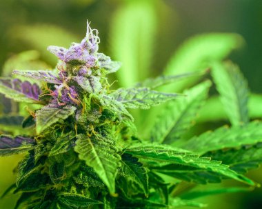 Yakın çekim ayrıntı esrar, trichomes ve yaprakları geç çiçekli sahnede. Bud esrar uyuşturucu, yüksek çözünürlüklü. Kristal yapıları yapraklar ve tomurcukları.