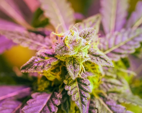 Detailaufnahme Von Cannabis Trichomen Und Blättern Spätblütestadium Knospe Marihuana Droge — Stockfoto
