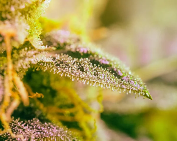Närbild Detalj Cannabis Trichomes Och Bladen Sena Blomningen Knopp Marijuana — Stockfoto