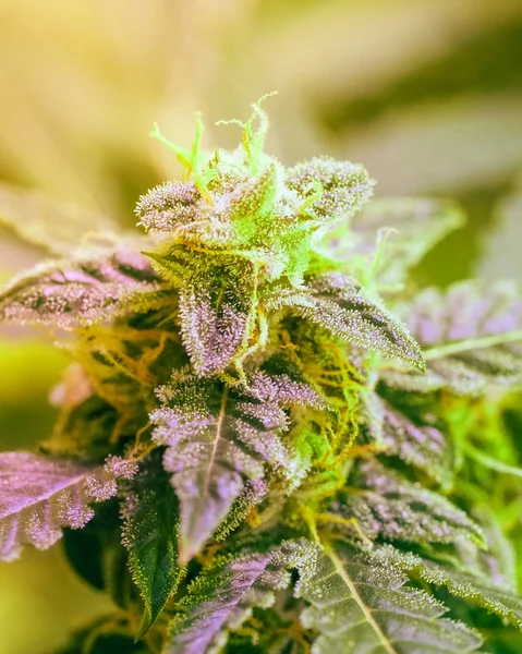 Närbild Detalj Cannabis Trichomes Och Bladen Sena Blomningen Knopp Marijuana — Stockfoto