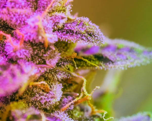 特写大麻芽 女性大麻红斑叶的毛状体的宏观 在显微镜下看到的大麻花 大麻毛状体中含有的四氨基丁胺醇 — 图库照片