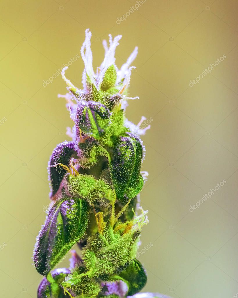 Detalle de cerca de Cannabis, y hojas en etapa de floración