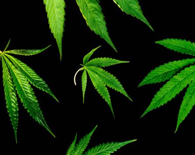 Siyah bir arka plan üzerinde marihuana sınır tasarlamak. Tıbbi esrar veya tıbbi ot simgesi. Esrar uyuşturucu iletişim sembolü olarak yeşil yaprakları.