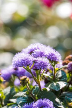 Çiçek çiçeklenme çiçekler çerçevede bir. Güzel çiçekler bokeh. Desen tasarım canlı taze parlak tatlı renkli çiçek Bahçe güzel doğa arka plan.