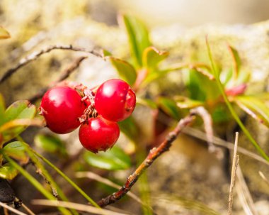 Kırmızı yabanmersini, İsveç kirazı veya partridgeberry. Orman doğal arka plan. sığ derinlik-in tarla. Makro. meyveler - vitaminler kışın ana kaynağıdır. geleneksel tıp.