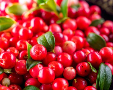 Arka plan Vaccinium vitis-idaea (İsveç kirazı, partridgeberry veya Fuska) doğal yiyecek vahşi doğanın içinde vitamin zengin. Olmayan GDO. Üstten görünüm. Kuzey Avrupa, Amerika ve Rusya.