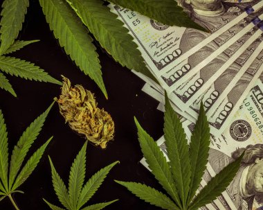 Bud esrar ve taze esrar bir dolar siyah arka plan üzerine bırakır. yüksek kar. Amerika ve Kanada tıbbi marihuana yasallaştırma kavramı.