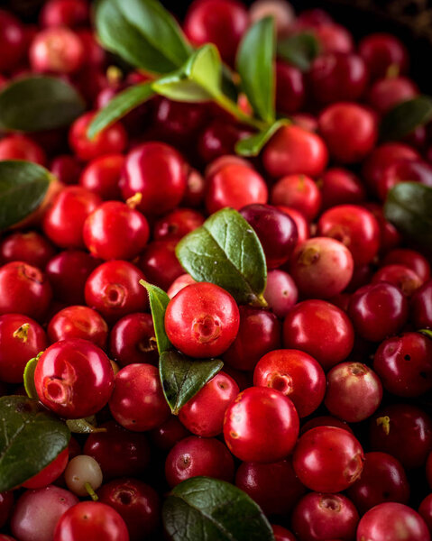 Background of Vaccinium vitis-idaea (lingonberry, partridgeberry or cowberry) Natural food of wild nature, rich in vitamins. Non GMO. Top view. Northern Europe, America and Russia.