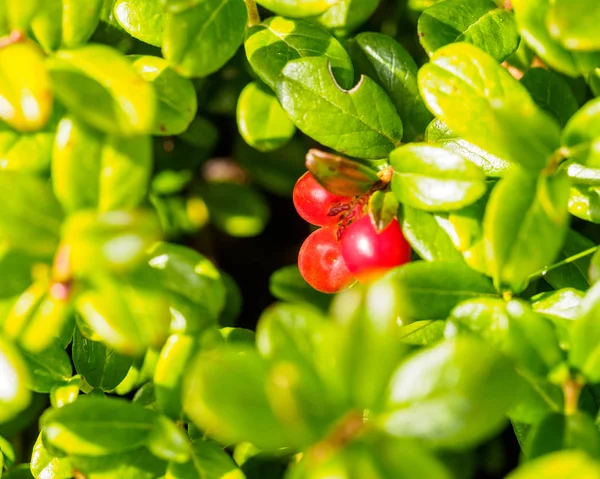 Piros Cowberry Lingonberry Vagy Partridgeberry Erdő Természetes Háttér Sekély Mélység — Stock Fotó