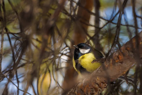 Kohlmeise Auf Einem Ast Frühjahrs Sommerwald Vogel Blaumeise Sitzt Garten — Stockfoto