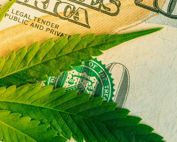 Lékařské Konopí Pěstování Spravedlnosti Koncepce Státní Vlády Regulovat Legalizace Marihuana — Stock fotografie