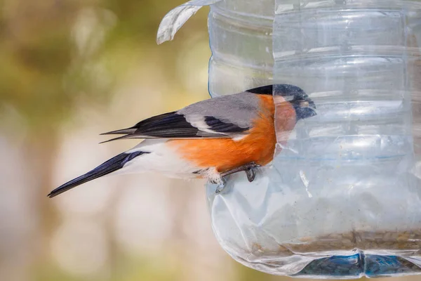 一般的なウソ 鳥の送り装置の上に座って Bullfinchs フィーダーの種を食べる — ストック写真