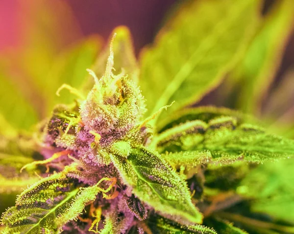Dettaglio Ravvicinato Cannabis Tricomi Foglie Fase Fioritura Tardiva Droga Marijuana — Foto Stock