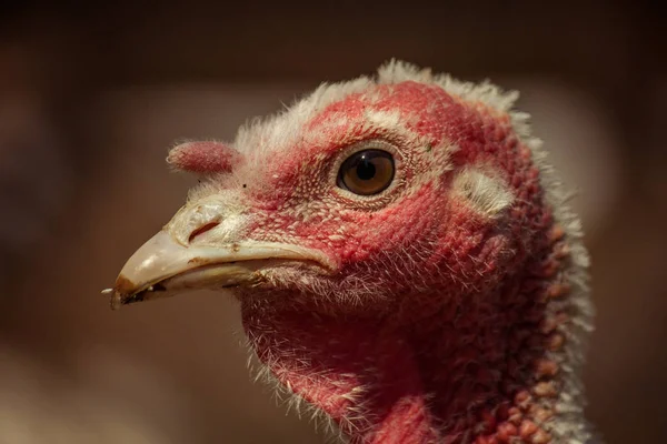 Portrait of a female turkey Close-up.