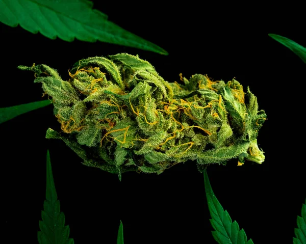 黒い背景に大麻の芽のクローズ アップ マクロのマリファナ 選択と集中 コピー スペース — ストック写真