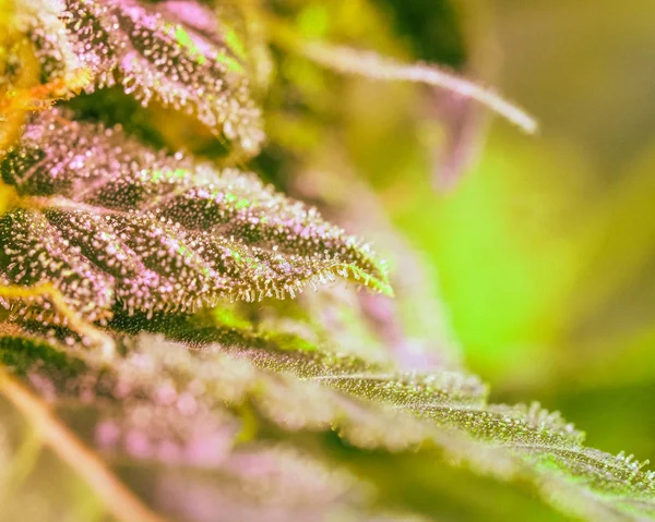 Dettaglio Ravvicinato Cannabis Tricomi Foglie Fase Fioritura Tardiva Droga Marijuana — Foto Stock