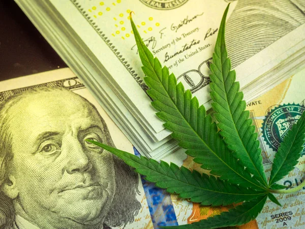 Μαριχουάνα Και Την Κάνναβη Φρέσκα Φύλλα Πάνω Μαύρο Φόντο Δολάρια — Φωτογραφία Αρχείου