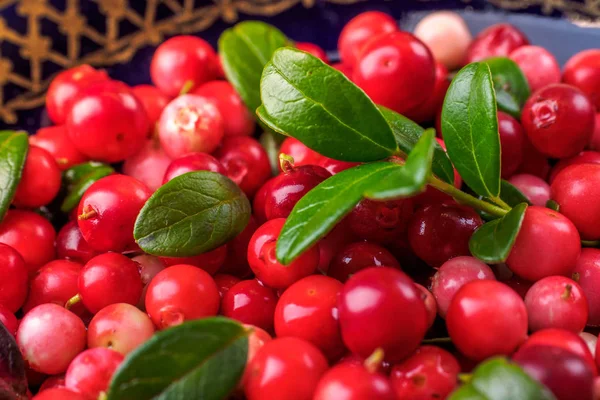 Vaccinium Idaea Lingonberry Partridgeberry Cowberry 식품의 비타민이 풍부한 자연의 Gmo가 — 스톡 사진