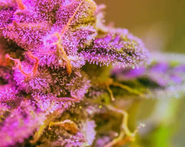 クローズ アップのマリファナの芽 女性大麻インディカ植物葉の毛のマクロ 大麻の花は 顕微鏡の下で見られます マリファナの毛に含まれている Tetracanabinol — ストック写真