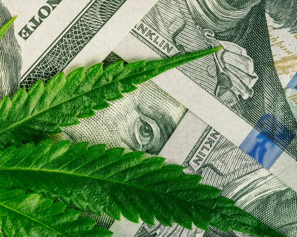 Conceito Negócio Marijuana Folha Canábis Notas Dólar Venda Marijuana Receitas — Fotografia de Stock