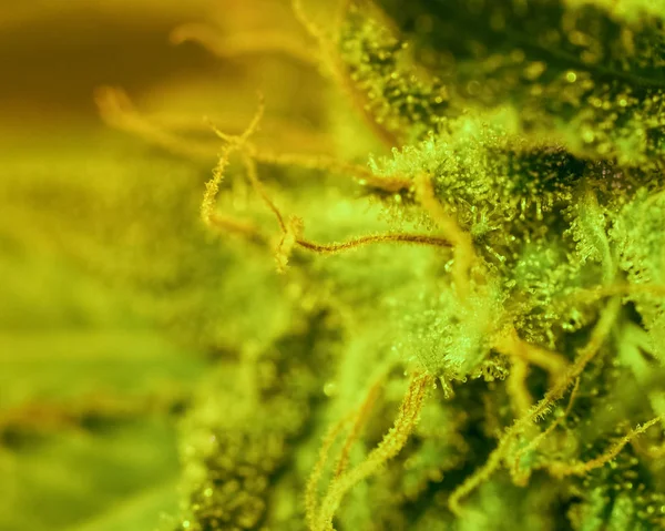 Лист конопли под микроскопом конопля в чернобыле