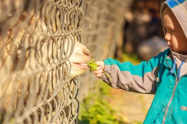 bir çocuk bir keçi kafes ile beslenir. Çiftlik hayvanları ile. Tanıdık ve kentsel çocukların barnyard ile iletişim