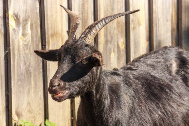 çiftlikte ahşap bir çit arka plan üzerinde siyah keçi