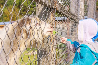 bir çocuk bir keçi kafes ile beslenir. Çiftlik hayvanları ile. Tanıdık ve kentsel çocukların barnyard ile iletişim