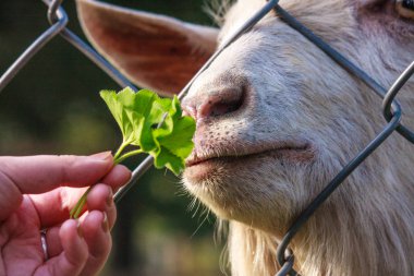 el bir keçi taze ot ile beslenir. Çiftlik hayvanları ile. Tanıdık ve kentsel çocukların barnyard ile iletişim
