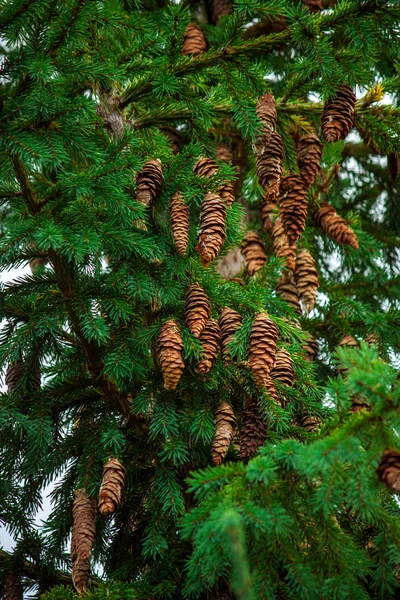 Dennen Abies Spar Kegels Close Coniferen — Stockfoto