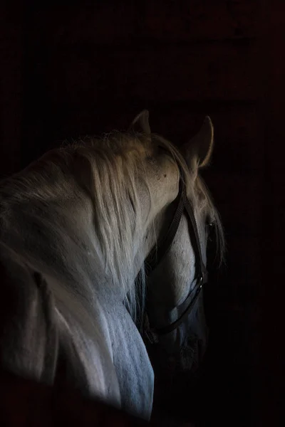 黒の背景にハーネスの馬ヘッド シルエット — ストック写真