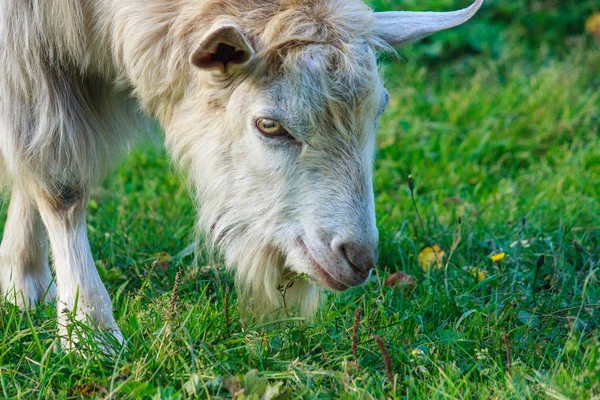 ヤギは 草原で放牧します 新鮮な緑の草を食べてください — ストック写真