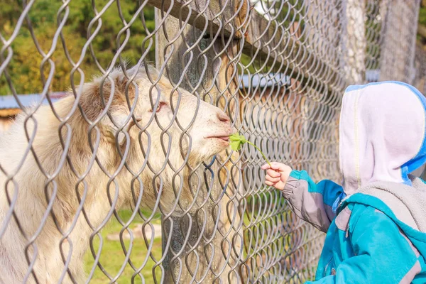 Enfant Nourrit Une Chèvre Travers Treillis Ferme Avec Des Animaux — Photo