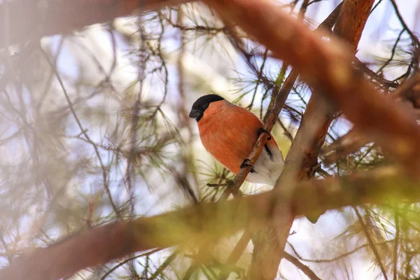 Поширений Птах Bullfinch Pyrrhula Червоними Грудьми Сидять Гілці Клена Снігу — стокове фото