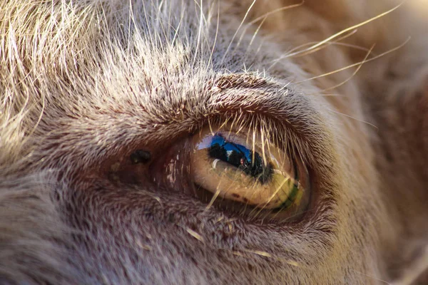 close-up goat\'s eye