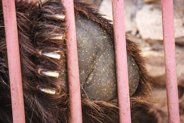 huge bear paw close-up. wild animal claws. animal behind bars. zoo and animal abuse