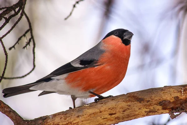 Wspólne Ptak Gil Pyrrhula Czerwoną Piersią Siedzi Śniegu Klonowej Gałęzi — Zdjęcie stockowe